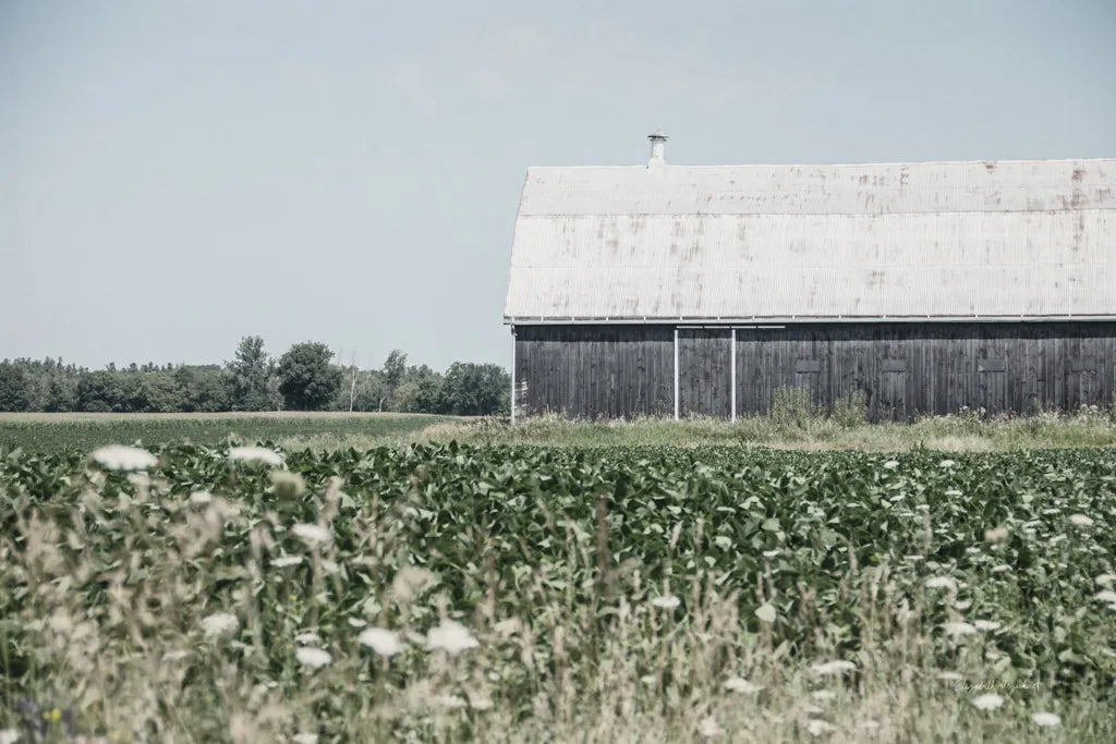 Weathered I by Elizabeth Urquhart. SKU 50755i. Archival Giclee Fine art print for wall decor.