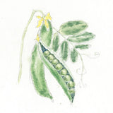 Garden Delight XI by Emily Adams. SKU 24844a. Archival Giclee Fine art print for wall decor.