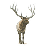 Natural Majesty I by Emily Adams. SKU 30293a. Archival Giclee Fine art print for wall decor.