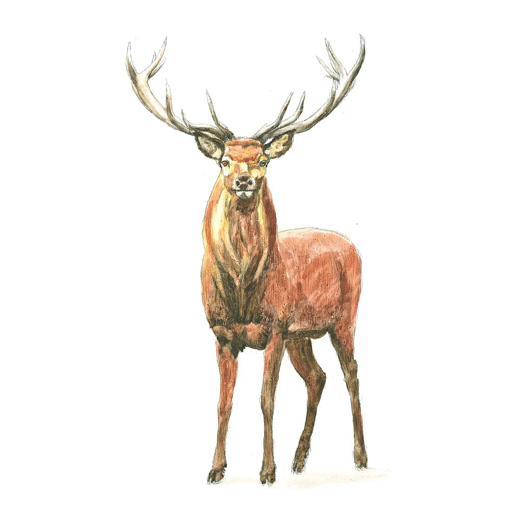 Natural Majesty II by Emily Adams. SKU 30294a. Archival Giclee Fine art print for wall decor.