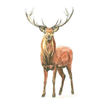 Natural Majesty II by Emily Adams. SKU 30294a. Archival Giclee Fine art print for wall decor.