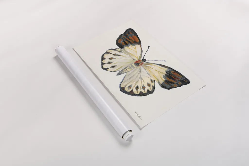Butterfly Study I by Farida Zaman. shown as a rolled paper print. Available as archival giclee rolled canvas, fine art paper, or poster print. SKU 74460i.