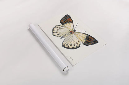 Butterfly Study I by Farida Zaman. shown as a rolled paper print. Available as archival giclee rolled canvas, fine art paper, or poster print. SKU 74460i.