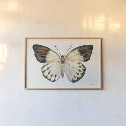 Butterfly Study I by Farida Zaman. shown as a paper print in a natural frame. Available as a archival giclee rolled canvas, fine art paper, or poster print. SKU 74460i.
