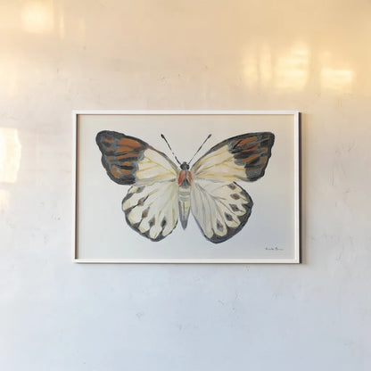 Butterfly Study I by Farida Zaman. shown as a paper print in a white frame. Available as a archival giclee rolled canvas, fine art paper, or poster print. SKU 74460i.