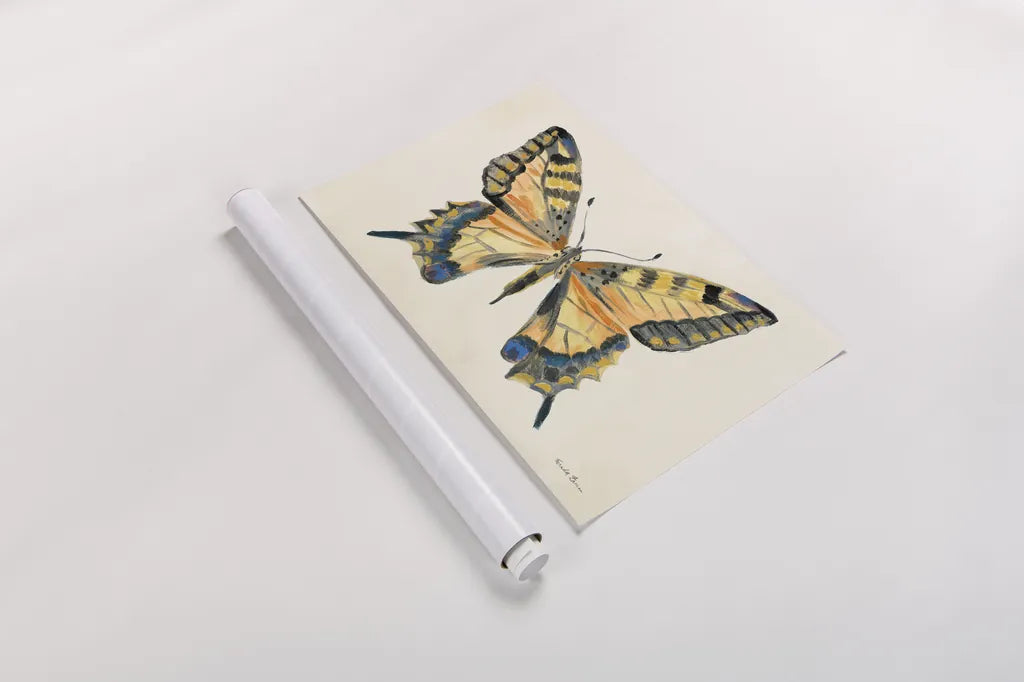 Butterfly Study II by Farida Zaman. shown as a rolled paper print. Available as archival giclee rolled canvas, fine art paper, or poster print. SKU 74461i.