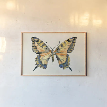 Butterfly Study II by Farida Zaman. shown as a paper print in a natural frame. Available as a archival giclee rolled canvas, fine art paper, or poster print. SKU 74461i.
