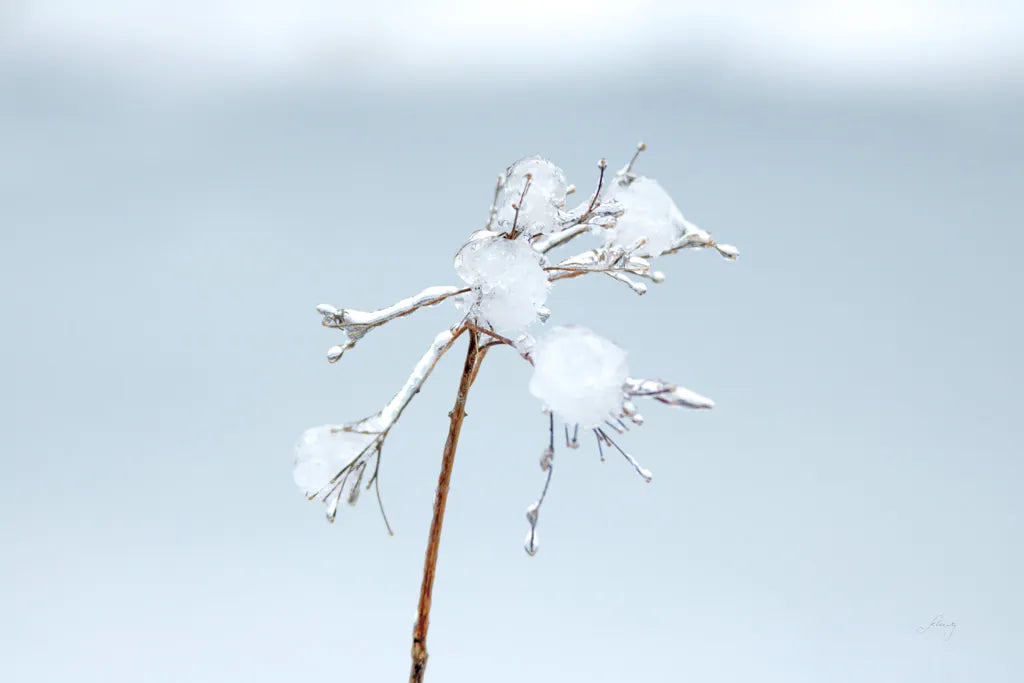 Diamonds in Winter I by Felicity Bradley. SKU 60537i. Archival Giclee Fine art print for wall decor.