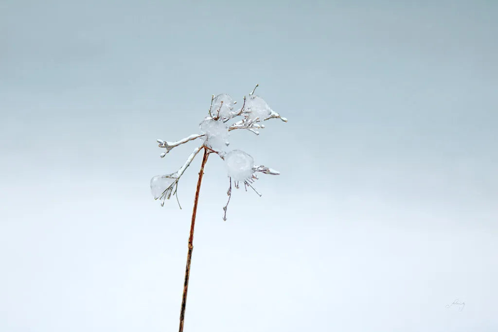 Diamonds in Winter II by Felicity Bradley. SKU 60538i. Archival Giclee Fine art print for wall decor.