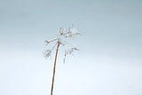 Diamonds in Winter II by Felicity Bradley. SKU 60538i. Archival Giclee Fine art print for wall decor.