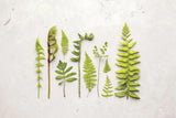 Flat Lay Ferns I by Felicity Bradley. SKU 45704i. Archival Giclee Fine art print for wall decor.