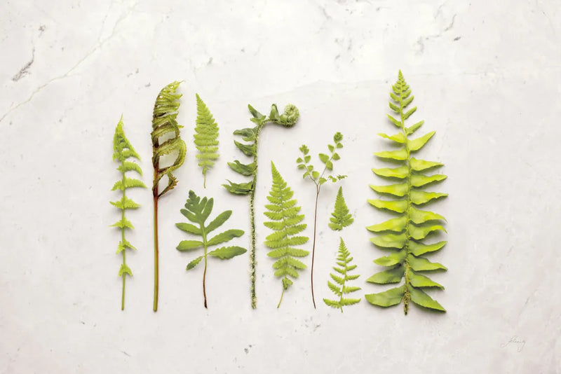 Flat Lay Ferns I by Felicity Bradley. SKU 45704i. Archival Giclee Fine art print for wall decor.