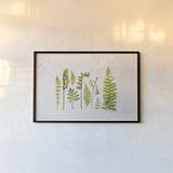 Flat Lay Ferns I by Felicity Bradley. shown as a paper print in a black flame. Available as a archival giclee rolled canvas, fine art paper, or poster print. SKU 45704i.
