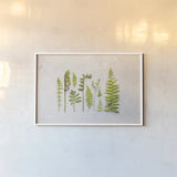 Flat Lay Ferns I by Felicity Bradley. shown as a paper print in a white frame. Available as a archival giclee rolled canvas, fine art paper, or poster print. SKU 45704i.