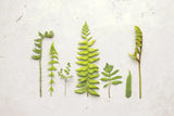 Flat Lay Ferns II by Felicity Bradley. SKU 45705i. Archival Giclee Fine art print for wall decor.