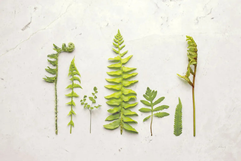 Flat Lay Ferns II by Felicity Bradley. SKU 45705i. Archival Giclee Fine art print for wall decor.