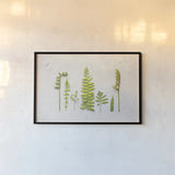 Flat Lay Ferns II by Felicity Bradley. shown as a paper print in a black flame. Available as a archival giclee rolled canvas, fine art paper, or poster print. SKU 45705i.