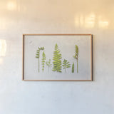 Flat Lay Ferns II by Felicity Bradley. shown as a paper print in a natural frame. Available as a archival giclee rolled canvas, fine art paper, or poster print. SKU 45705i.