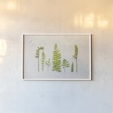 Flat Lay Ferns II by Felicity Bradley. shown as a paper print in a white frame. Available as a archival giclee rolled canvas, fine art paper, or poster print. SKU 45705i.