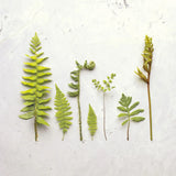 Flat Lay Ferns III by Felicity Bradley. SKU 45706a. Archival Giclee Fine art print for wall decor.