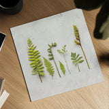 Flat Lay Ferns III by Felicity Bradley. Shown as a detailed flat fine art print, highlighting archival giclee quality. Available as an archival giclee rolled canvas, fine art paper, or poster print. SKU 45706a.