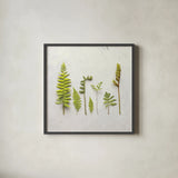 Flat Lay Ferns III by Felicity Bradley. Shown in a sleek black glass frame for a contemporary gallery look. Available as an archival giclee rolled canvas, fine art paper, or poster print. SKU 45706a.