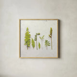 Flat Lay Ferns III by Felicity Bradley. Shown in a natural wood glass frame for a timeless modern aesthetic. Available as an archival giclee rolled canvas, fine art paper, or poster print. SKU 45706a.