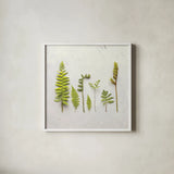 Flat Lay Ferns III by Felicity Bradley. Shown in a crisp white glass frame for a clean and minimalist style. Available as an archival giclee rolled canvas, fine art paper, or poster print. SKU 45706a.
