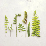 Flat Lay Ferns IV by Felicity Bradley. SKU 45707a. Archival Giclee Fine art print for wall decor.