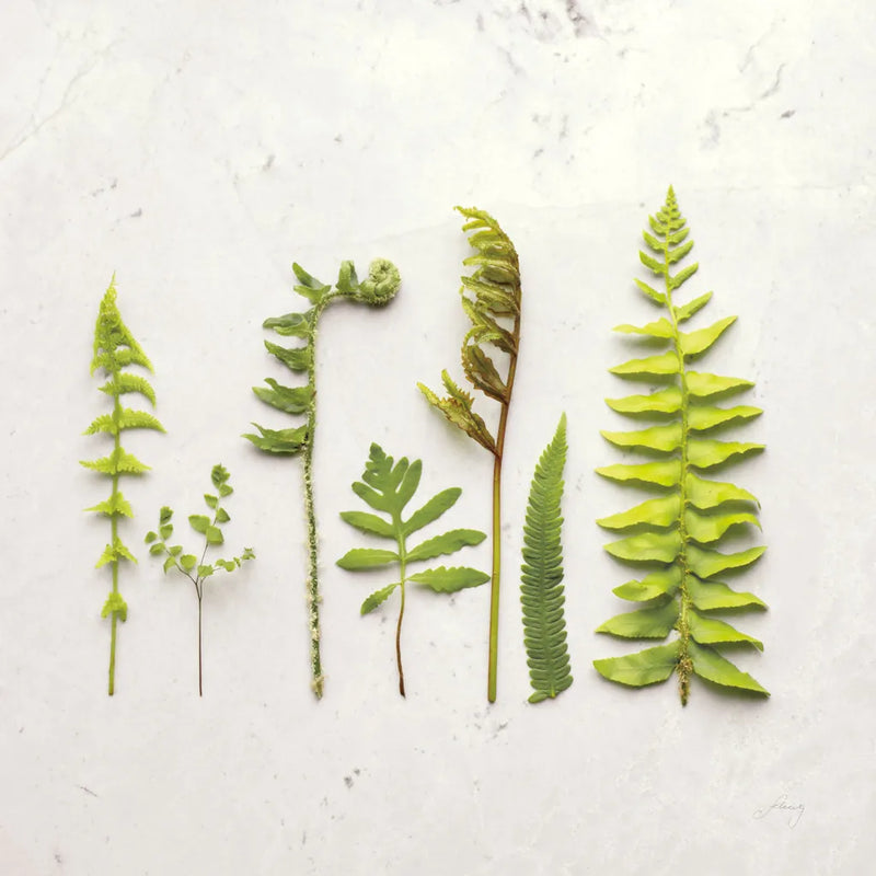 Flat Lay Ferns IV by Felicity Bradley. SKU 45707a. Archival Giclee Fine art print for wall decor.