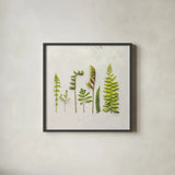 Flat Lay Ferns IV by Felicity Bradley. Shown in a sleek black glass frame for a contemporary gallery look. Available as an archival giclee rolled canvas, fine art paper, or poster print. SKU 45707a.