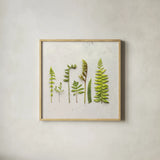 Flat Lay Ferns IV by Felicity Bradley. Shown in a natural wood glass frame for a timeless modern aesthetic. Available as an archival giclee rolled canvas, fine art paper, or poster print. SKU 45707a.