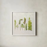Flat Lay Ferns IV by Felicity Bradley. Shown in a crisp white glass frame for a clean and minimalist style. Available as an archival giclee rolled canvas, fine art paper, or poster print. SKU 45707a.