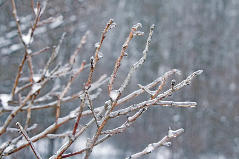 Glistening Branches I by Felicity Bradley. SKU 60539i. Archival Giclee Fine art print for wall decor.