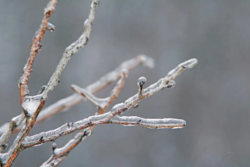 Glistening Branches II by Felicity Bradley. SKU 60540i. Archival Giclee Fine art print for wall decor.