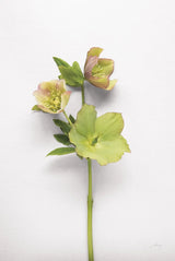 Hellebore Study I by Felicity Bradley. SKU 36941h. Archival Giclee Fine art print for wall decor.