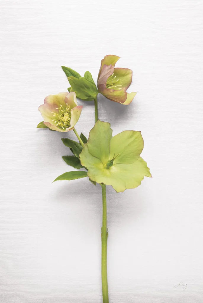 Hellebore Study I by Felicity Bradley. SKU 36941h. Archival Giclee Fine art print for wall decor.