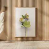 Hellebore Study I by Felicity Bradley. shown as over sized large wall art. Available as an archival giclee rolled canvas, fine art paper, or poster print. SKU 36941h.