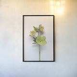 Hellebore Study I by Felicity Bradley. shown as a paper print in a black flame. Available as a archival giclee rolled canvas, fine art paper, or poster print. SKU 36941h.