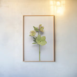 Hellebore Study I by Felicity Bradley. shown as a paper print in a natural frame. Available as a archival giclee rolled canvas, fine art paper, or poster print. SKU 36941h.
