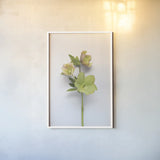 Hellebore Study I by Felicity Bradley. shown as a paper print in a white frame. Available as a archival giclee rolled canvas, fine art paper, or poster print. SKU 36941h.