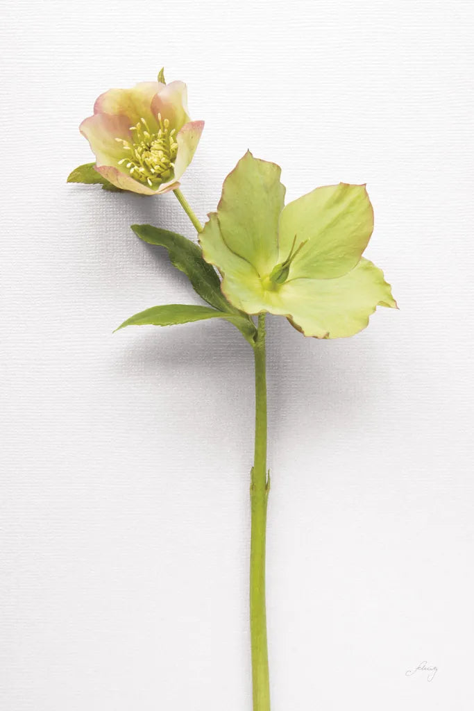 Hellebore Study II by Felicity Bradley. SKU 36942h. Archival Giclee Fine art print for wall decor.
