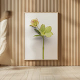 Hellebore Study II by Felicity Bradley. shown as over sized large wall art. Available as an archival giclee rolled canvas, fine art paper, or poster print. SKU 36942h.