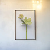 Hellebore Study II by Felicity Bradley. shown as a paper print in a black flame. Available as a archival giclee rolled canvas, fine art paper, or poster print. SKU 36942h.