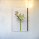 Hellebore Study II by Felicity Bradley. shown as a paper print in a natural frame. Available as a archival giclee rolled canvas, fine art paper, or poster print. SKU 36942h.