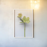 Hellebore Study II by Felicity Bradley. shown as a paper print in a white frame. Available as a archival giclee rolled canvas, fine art paper, or poster print. SKU 36942h.