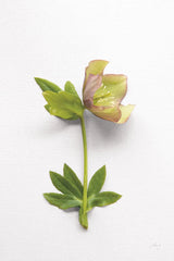 Hellebore Study III by Felicity Bradley. SKU 36943h. Archival Giclee Fine art print for wall decor.