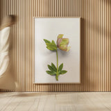 Hellebore Study III by Felicity Bradley. shown as over sized large wall art. Available as an archival giclee rolled canvas, fine art paper, or poster print. SKU 36943h.