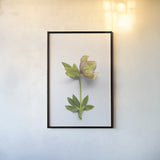 Hellebore Study III by Felicity Bradley. shown as a paper print in a black flame. Available as a archival giclee rolled canvas, fine art paper, or poster print. SKU 36943h.