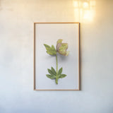 Hellebore Study III by Felicity Bradley. shown as a paper print in a natural frame. Available as a archival giclee rolled canvas, fine art paper, or poster print. SKU 36943h.